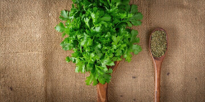 Dried cilantro on a spoon placed on burlap fabric, suitable for culinary preparation or storage