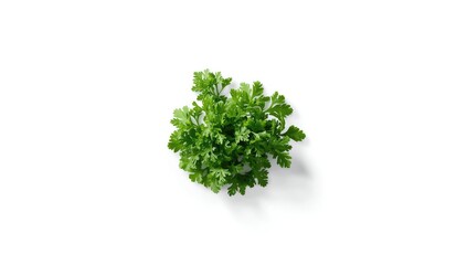 Obraz premium Fresh green parsley with detailed leaf structure on plain white surface, ideal for culinary layout, Earth Day