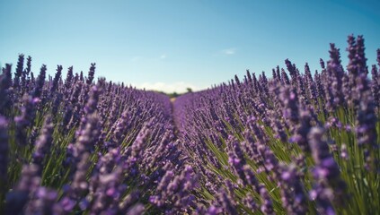Fototapeta premium Lavender plants in full bloom on a sunny summer day, highlighting agricultural activity and seasonal growth