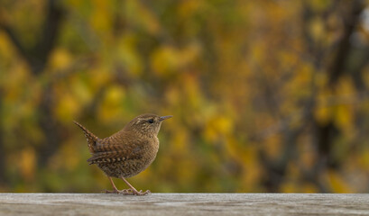 Kleiner Zaunk&ouml;nig auf Holz mit unscharfem Herbsthintergrund