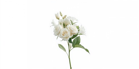 Obraz premium Single white flowers on a white background, ideal for decorative or editorial header purposes