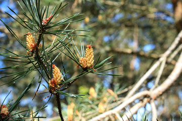 Male Pollen Cones of the European Red Pine Pinus Sylvestris, also named Scots Pine, Scotch Pine or Baltic Pine, in Brandenburg, Germany
