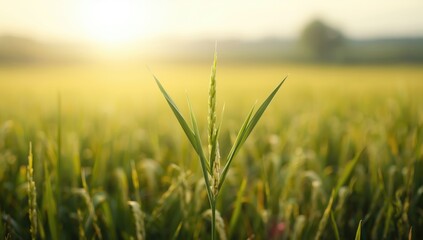 Fototapeta premium Young rice plant breaking through the earth, emphasizing crop growth and soil health, World Agriculture Day