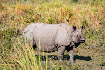 Obraz premium A close-up portrait of a greater one-horned rhinoceros in Kaziranga National Park, highlighting its thick armored skin and powerful presence.