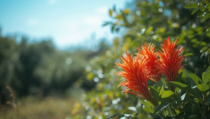 Bright Flame of the Forest blossom, representing new beginnings and affection, with lush greenery in the backdrop, seasonal change
