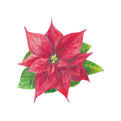 Hand drawn illustration with a red christmas plant poinsettia for graphic design. Isolated colored pencil illustration on white background. New year collection.