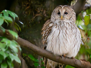 owl on tree