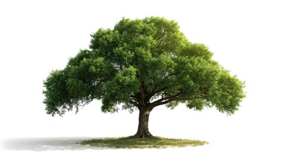 Fototapeta premium Single tree with white backdrop serving as a visual asset for graphic design or branding