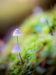 mushroom in the forest