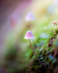 mushroom in the forest