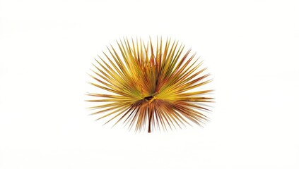 Fototapeta premium Single palm leaves on white backdrop, ideal for editorial header or text overlay