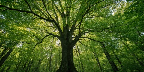 Fototapeta premium Forest scene illustrating natural carbon sequestration, environmental preservation