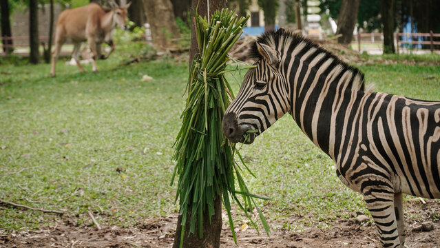 Grant's zebra eating grass seen from the side