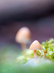 mushroom in the forest