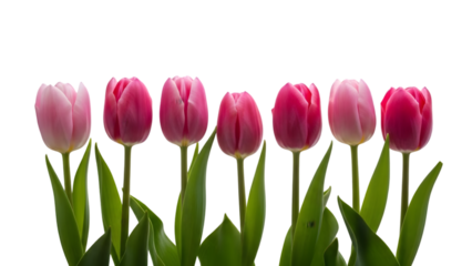 Seven vibrant pink tulips isolated on transparent background