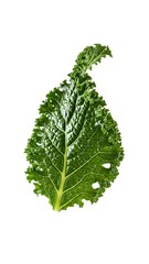 Single fresh green kale leaf isolated on a white background.