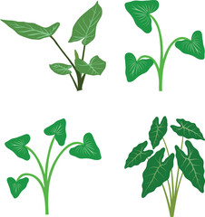 Decorative green taro plant leaves botanical vector set isolated.