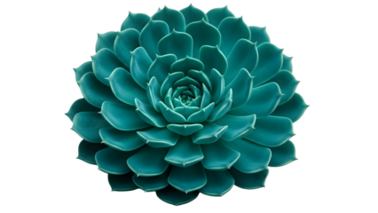 Teal succulent plant isolated on transparent background