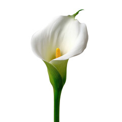 Solo white calla lily's elegance