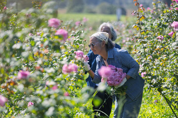 Senior woman smelling Bishop Castle roses while walking through a blooming garden, holding a...