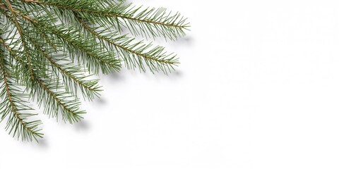 Obraz premium Thuja evergreen plant branches arranged on a white background for botanical display, foliage texture