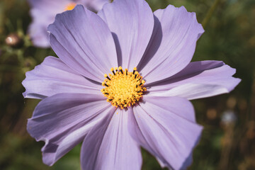 Pink cosmos flower close-up with yellow center