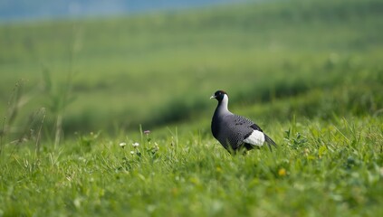 Obraz premium Guineafowl resting on grass with vibrant feather patterns, emphasizing wildlife observation and habitat preservation