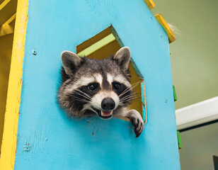 Curious raccoon looking out from the opening of colorful wooden structure on a bright day © Evgenii Bakhchev