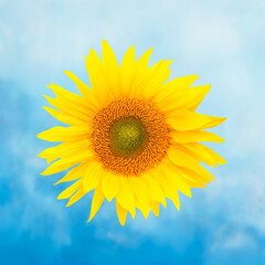 Isolated Sunflower against a summery sky background