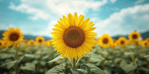 Sunflowers arranged in a large carpet at a regional festival, emphasizing seasonal bloom