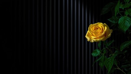 Bright yellow rose with lush green leaves against a dark striped backdrop, ideal for floral layout use