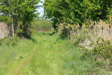 Baby Fox on the Path, Lower Lusatia, Germany

