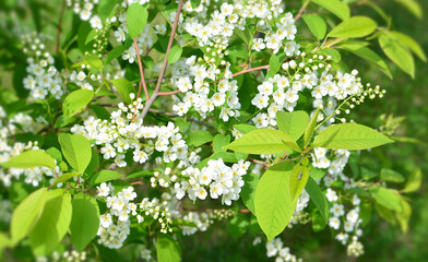 a background of Springtime White Flowers and Fresh Green Leaves
