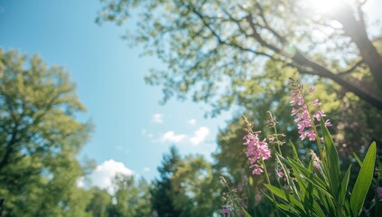 Fototapeta premium Horsetail Knotweed flowering in the garden, landscape maintenance focus