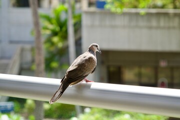 Hawaiian pigeons perched on the handrail