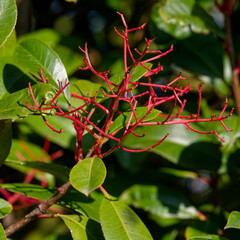 Branchage de photinia en hiver