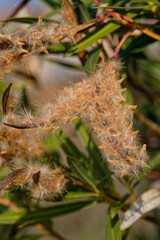 Gousses et ak&egrave;nes de laurier rose en hiver