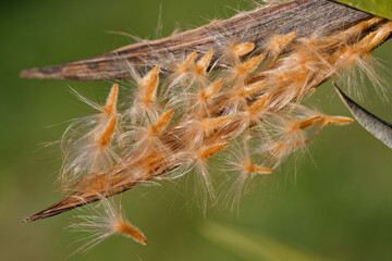 Gousses et ak&egrave;nes de laurier rose en hiver