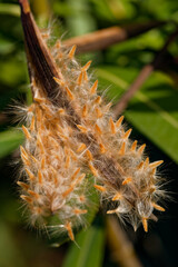 Gousses et ak&egrave;nes de laurier rose en hiver