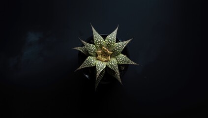 Grafted Gymnocalycium cactus with variegation and thorn details in dark setting, emphasizing plant care and cultivation