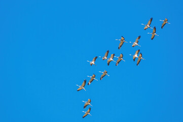 cranes flying overhead