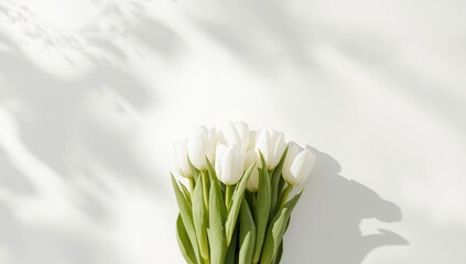 Fototapeta premium White tulips arranged on a white background, suitable for Women's Day greeting cards, floral gift concept for March 8