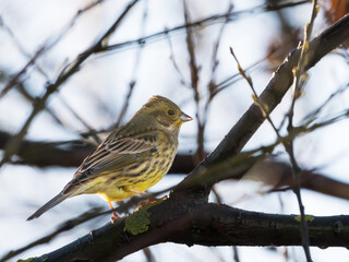 Yellowhammer (Emberiza citrinella) passerine bird in winter