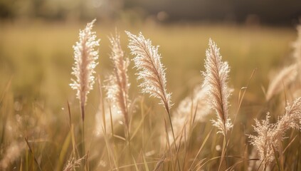 Obraz premium Poaceae grass flowers in soft focus and blurred background, highlighting seasonal grass growth for landscape preservation