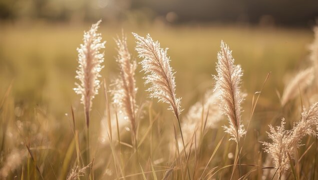 Poaceae grass flowers in soft focus and blurred background, highlighting seasonal grass growth for landscape preservation