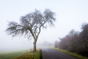 Country road with fog