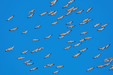 cranes flying overhead