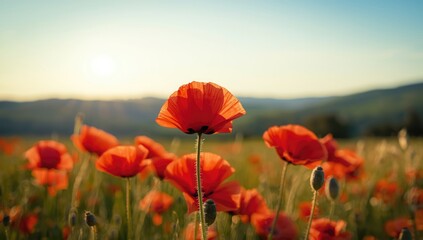Poppies in full bloom forming a vibrant floral scene suitable for landscape and background applications, Earth Day
