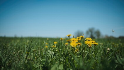 Wild dandelions in green grass used as a natural background for environmental research