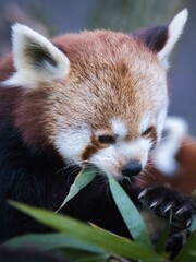 Red panda eating bamboo leaves in a close-up wildlife portrait
